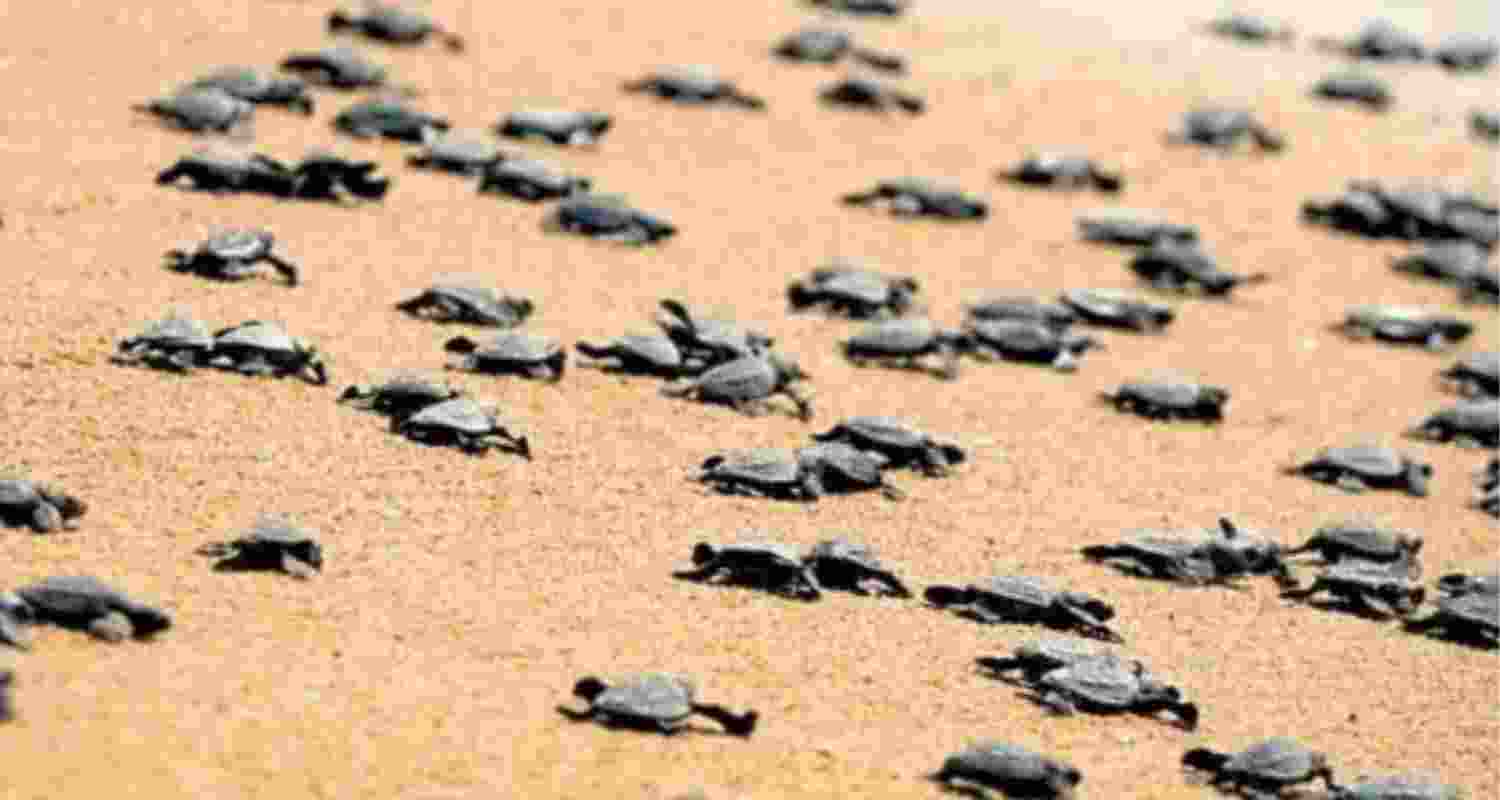 TN releases highest number of sea turtles this nesting season
