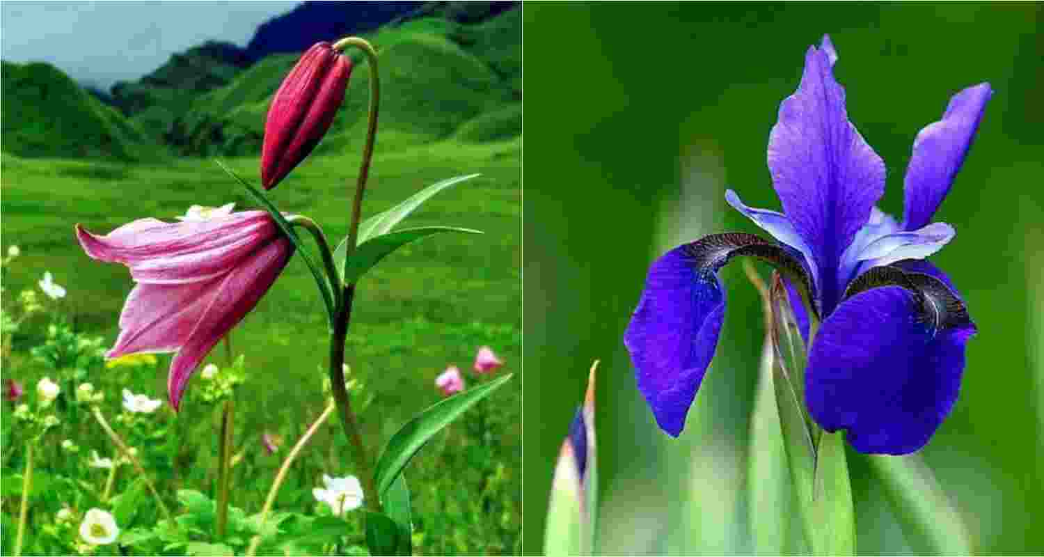 Manipur's state flower - the Shirui Lily (L), The Kombirei flower, significant to the Meitei community for its cultural and historical value (R).