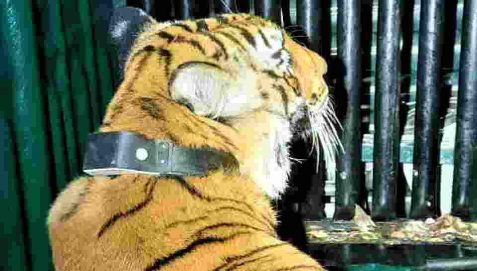 Tiger Relocation Project: Tigress Captured from Corbett for Rajaji Reserve