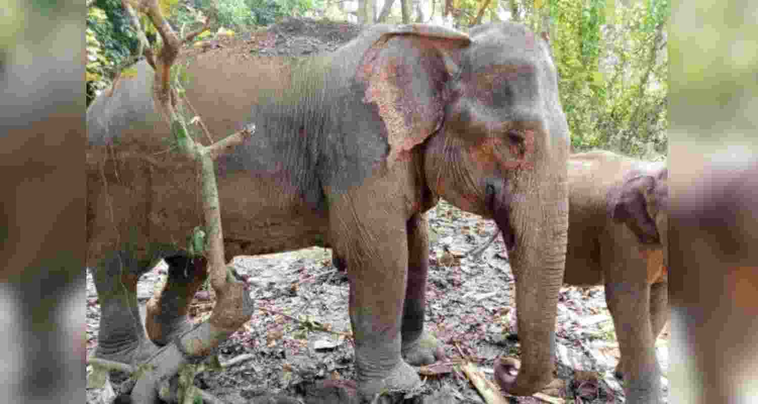 The ailing elephant Pratima. 