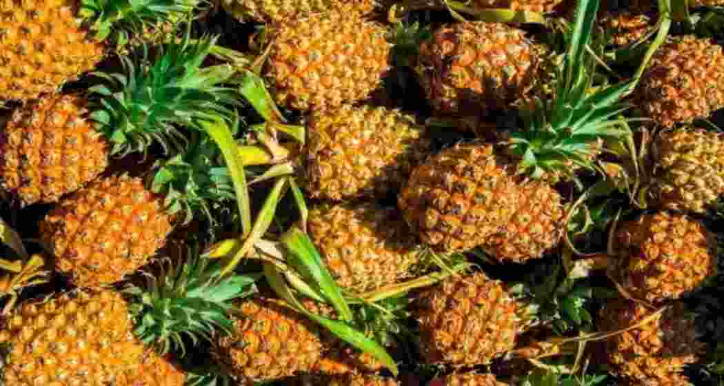 Since BJP took office in 2018, Tripura exported Queen Pineapples to Dubai, Qatar, Bangladesh, totaling 33 metric tons internationally and 12,500 tons domestically.