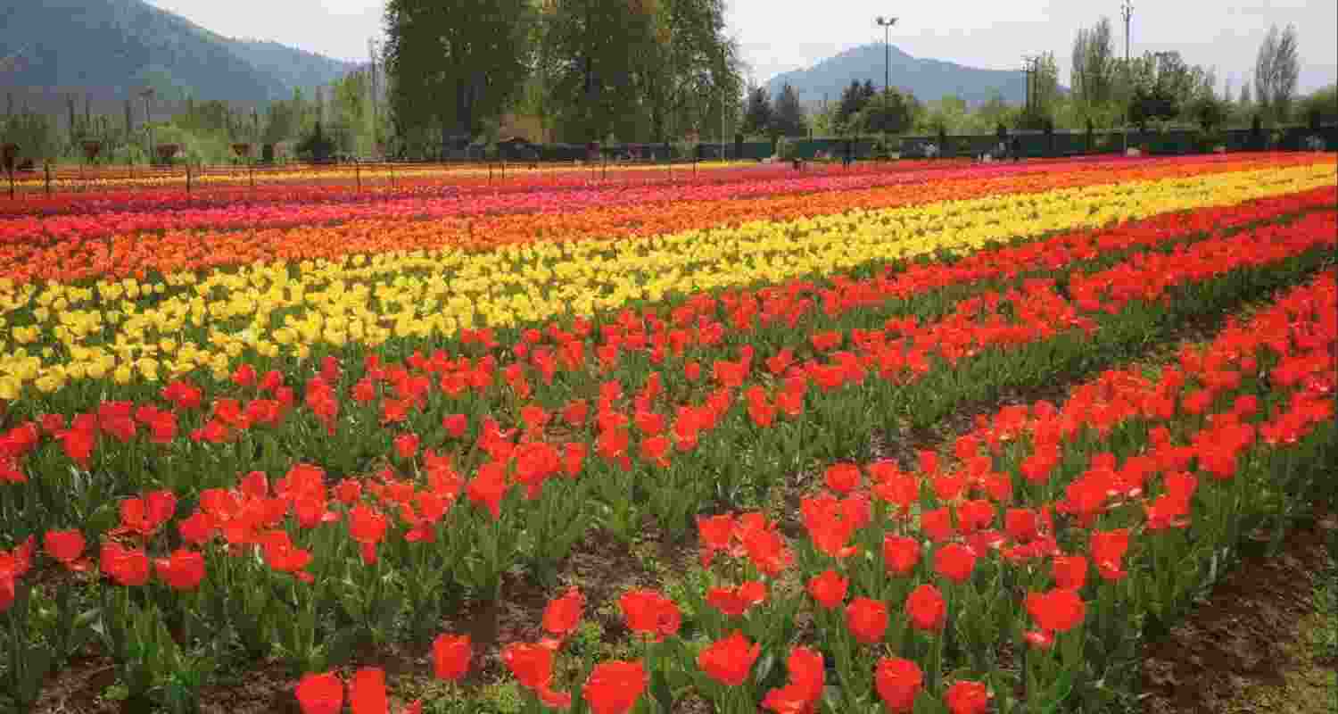 Thousands of Tulips at the tulip garden in Jammu and Kashmir.