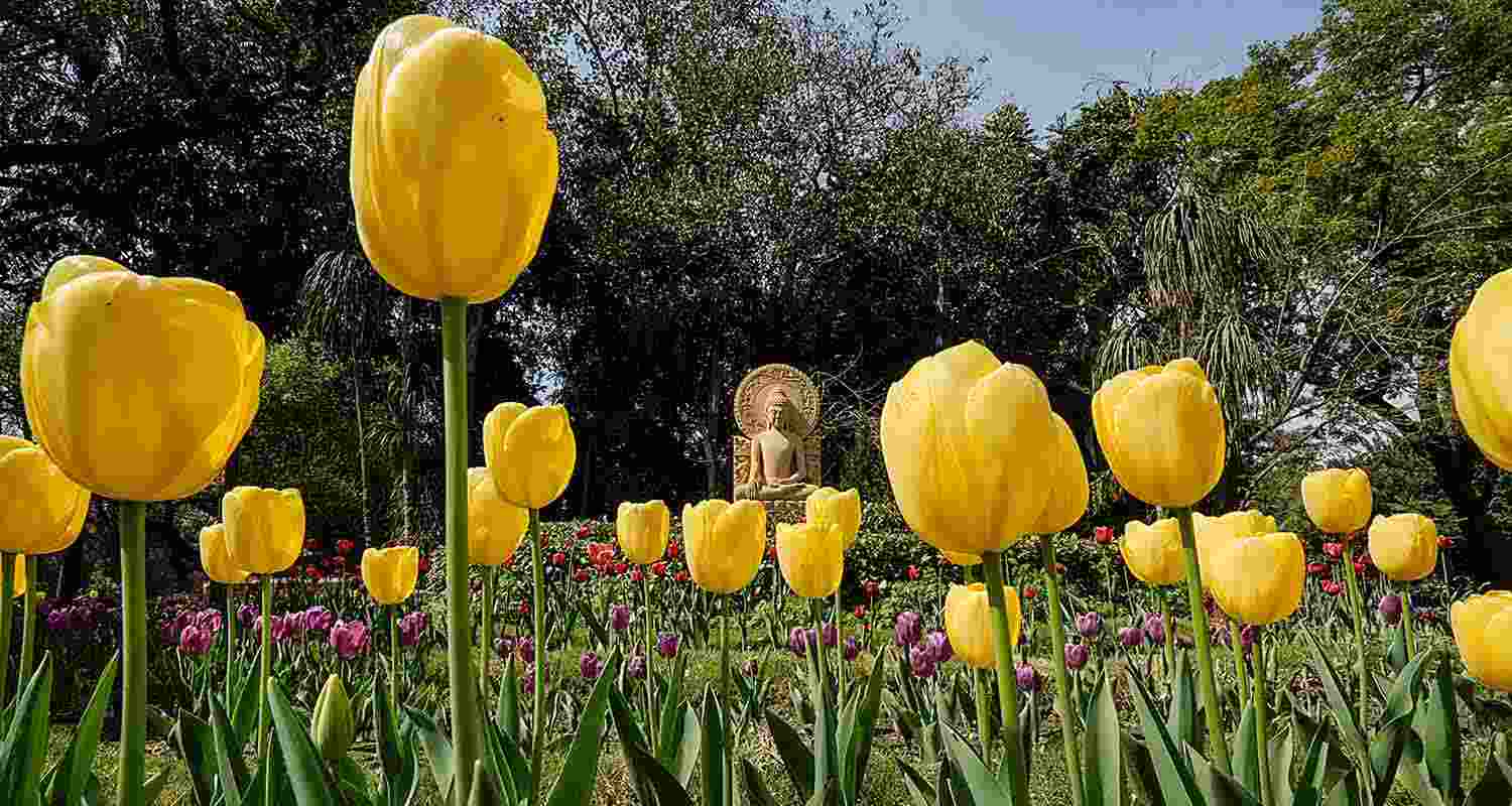  On Tuesday, vibrant Tulips adorned a New Delhi garden, casting a colorful spell upon visitors. 