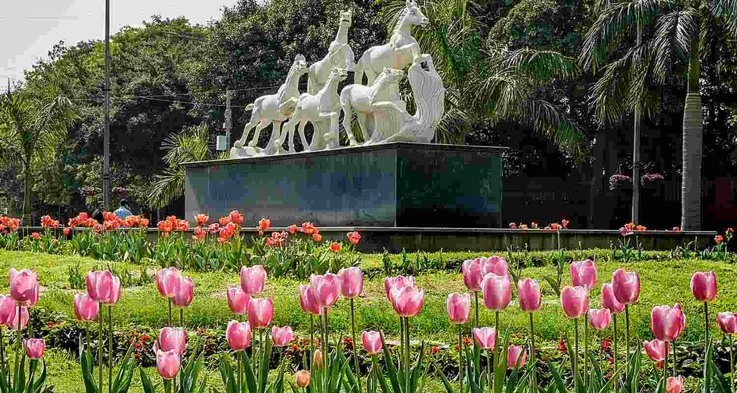 Vibrant Tulips adorned a New Delhi garden, casting a colorful spell upon visitors