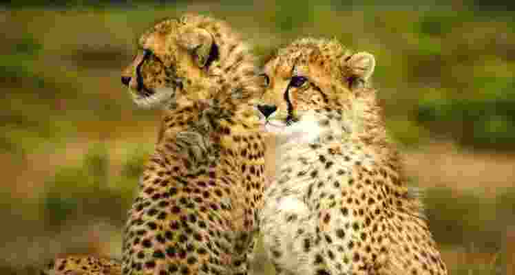 Image of cheetahs. 