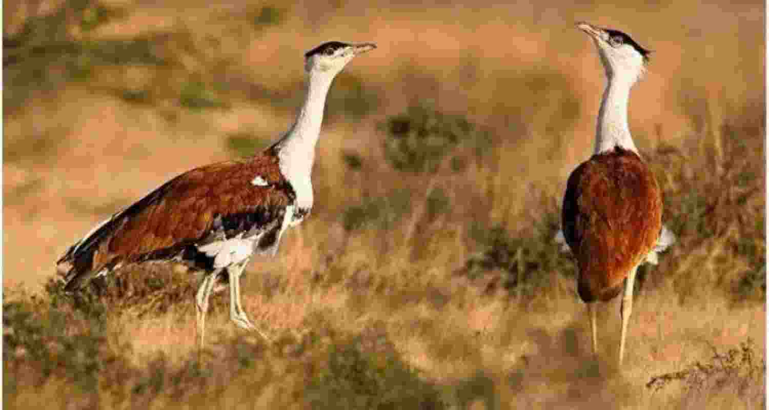 Great Indian Bustards. Image X.