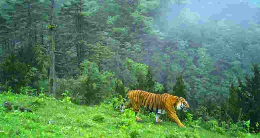Tigers have been photo-captured in camera traps in two different locations in the remote montane forests of North district of Sikkim.