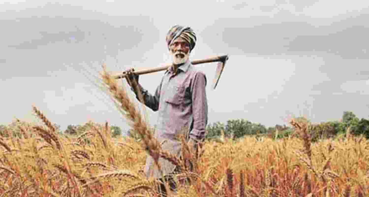 India’s wheat subsidies hurting American farmers.