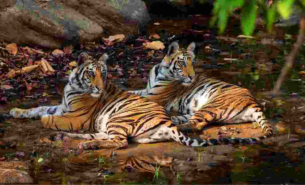 NTCA approves translocation of tigers from MP to Chhattisgarh, Rajasthan and Odisha