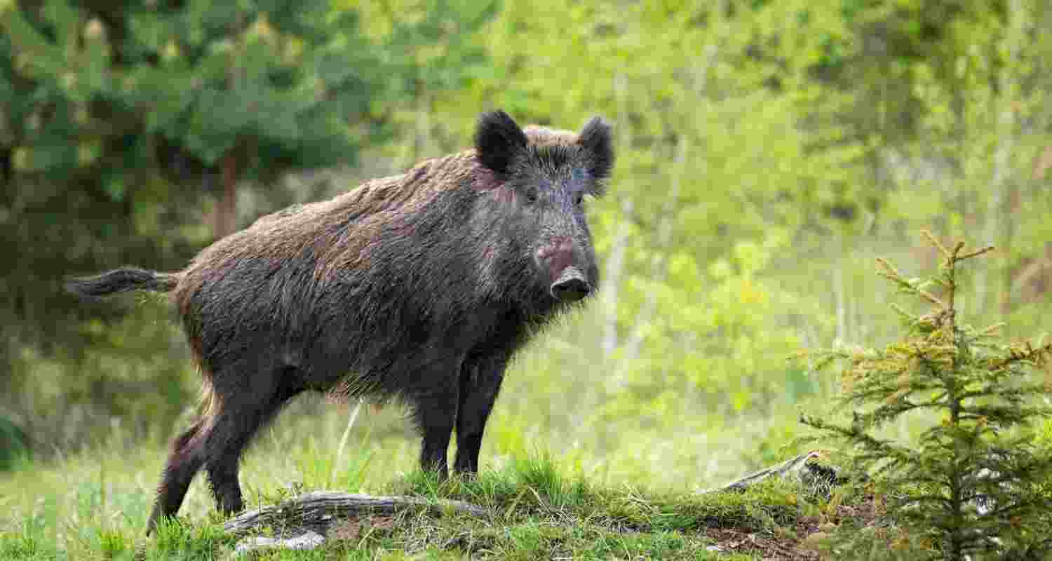 A wild boar in the Indian wilderness.