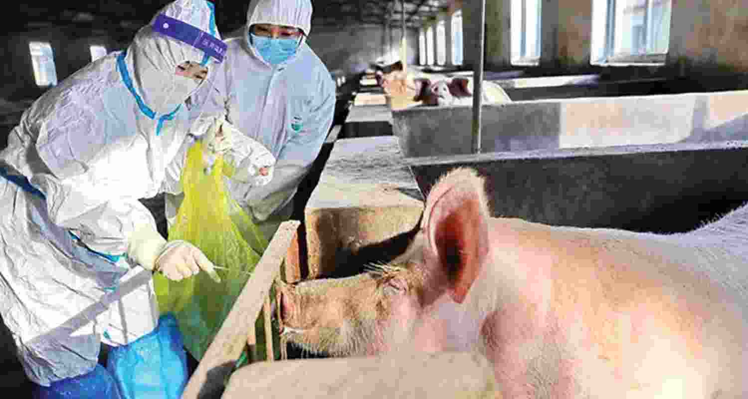 Mizoram mulls to declare African swine flu outbreak a state disaster
