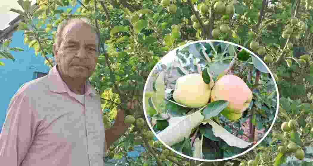 Himachal farmer Hariman Sharma wins Padma Shri for developing a revolutionary apple variety.