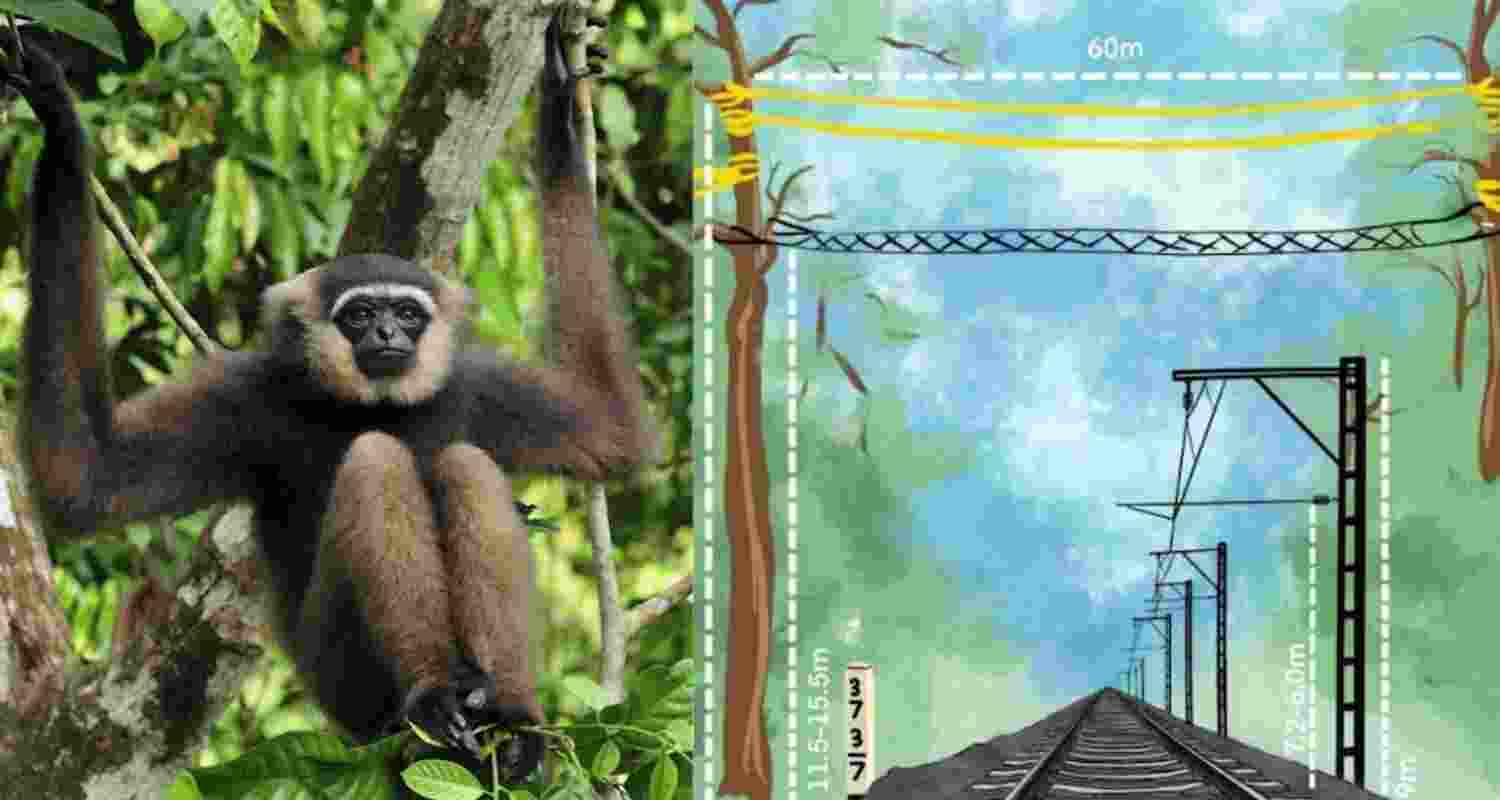 These secure, high-grade canopy bridges will enable the safe movement of arboreal species across the sanctuary, ensuring their protection and facilitating their natural habitat connectivity.