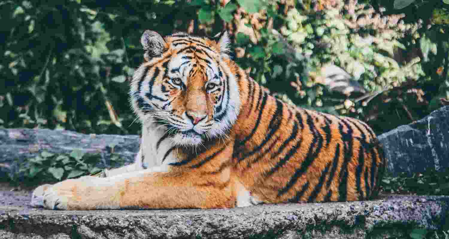 Representational Image.