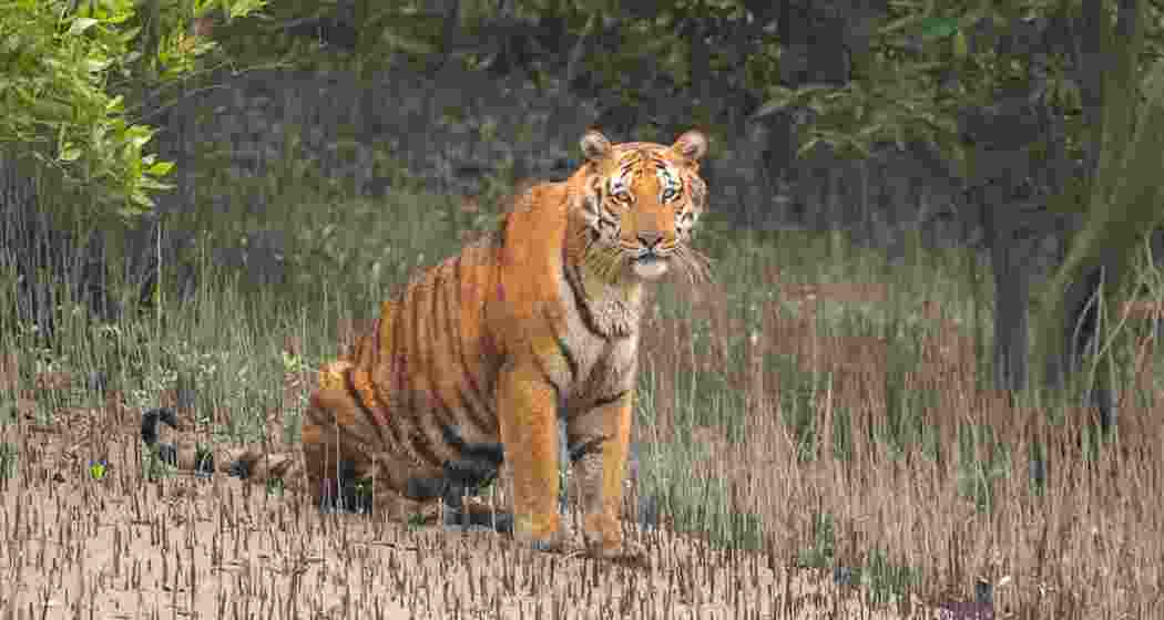 Royal Bengal Tiger.
