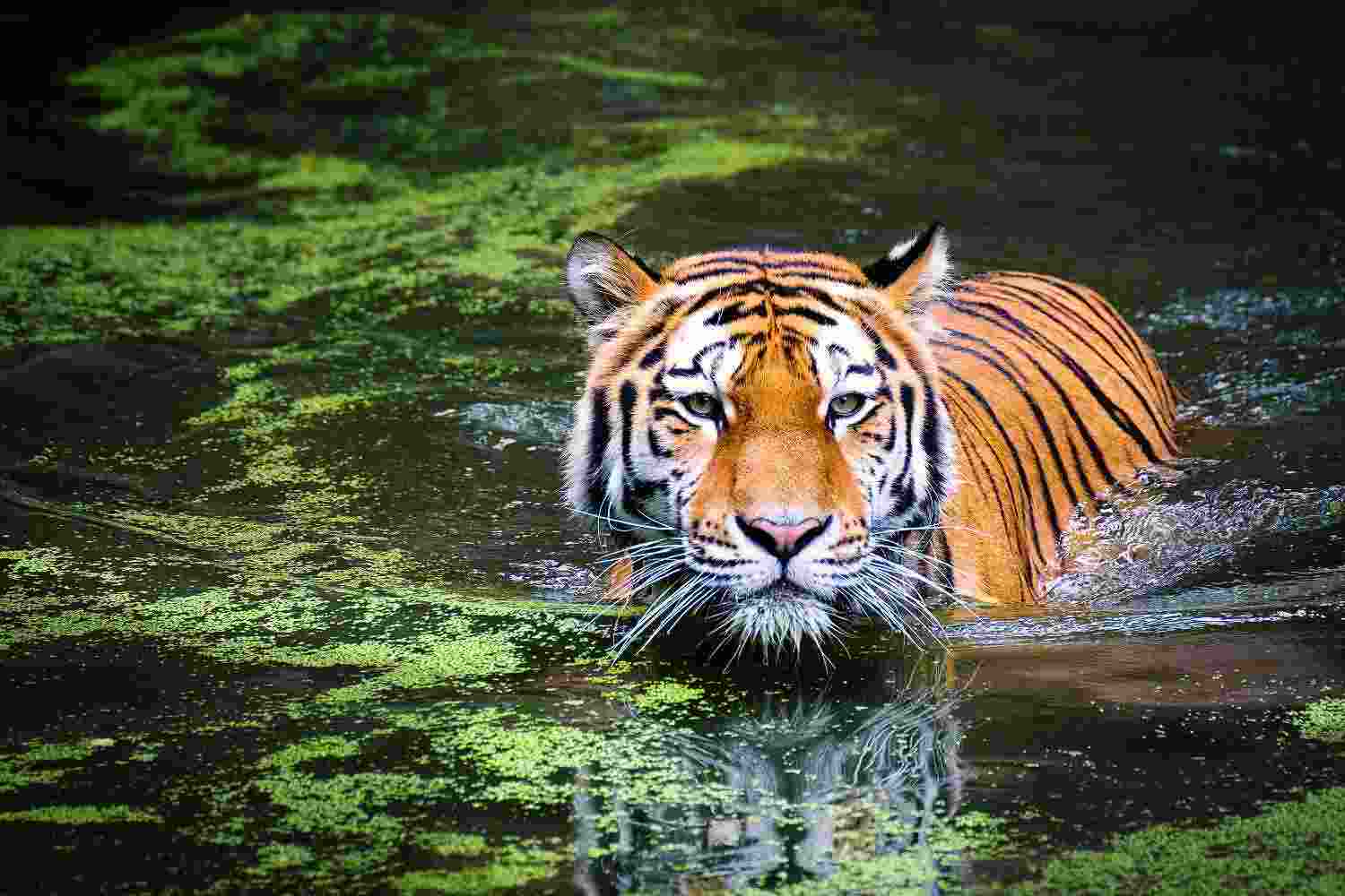 Bengal's election safari: Animal mascots lead voters to polling stations