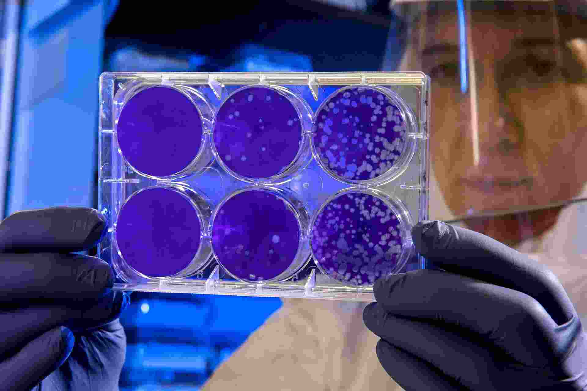 Life and death are traditionally viewed as opposites. But the emergence of new multicellular life-forms from the cells of a dead organism introduces a “third state” that lies beyond the traditional boundaries of life and death.
