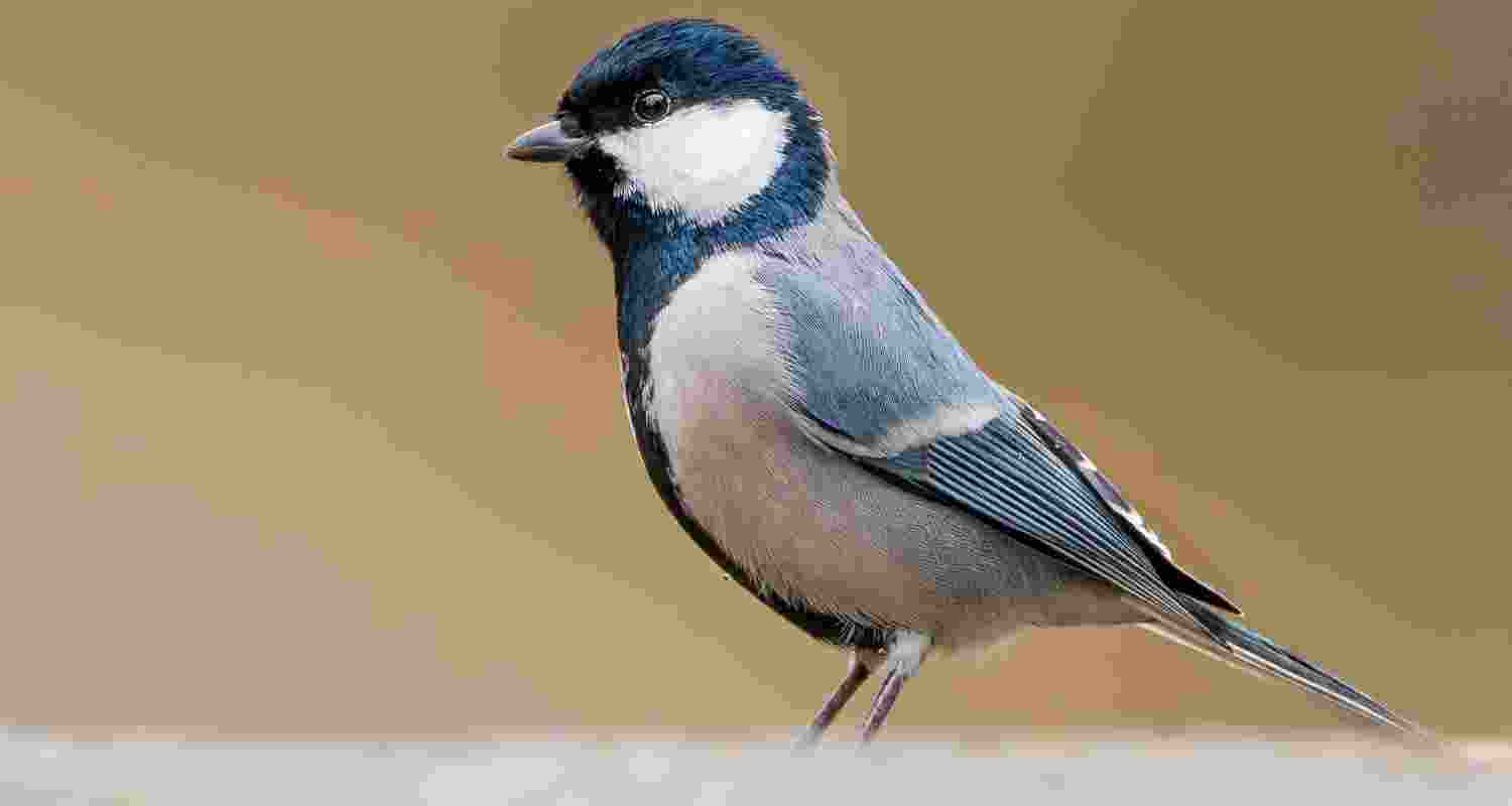 Representational image.