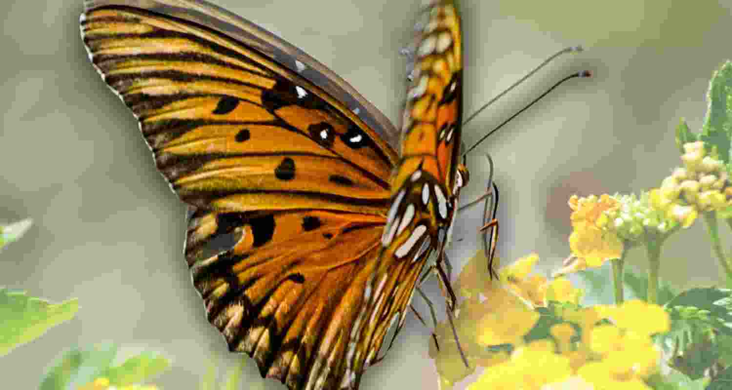 Sikkim marks 50 yrs of statehood with butterfly-watching race