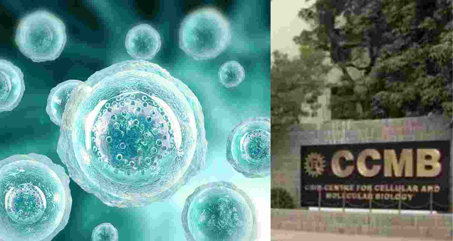 Human cells have Phoenix-like ability to revive from death: Study