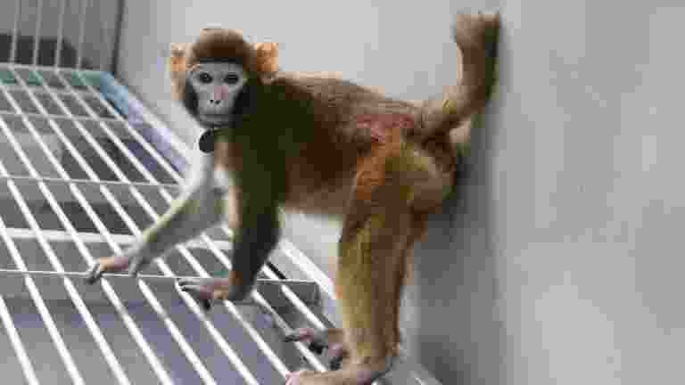Scientists in China have announced that they have cloned the first healthy rhesus monkey (macaca mulatta)