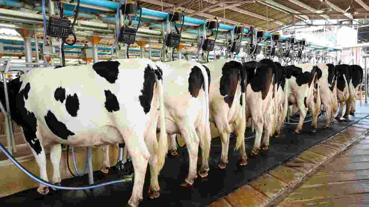 India Aims to Boost Share of Global Milk Production to One-Third by 2030