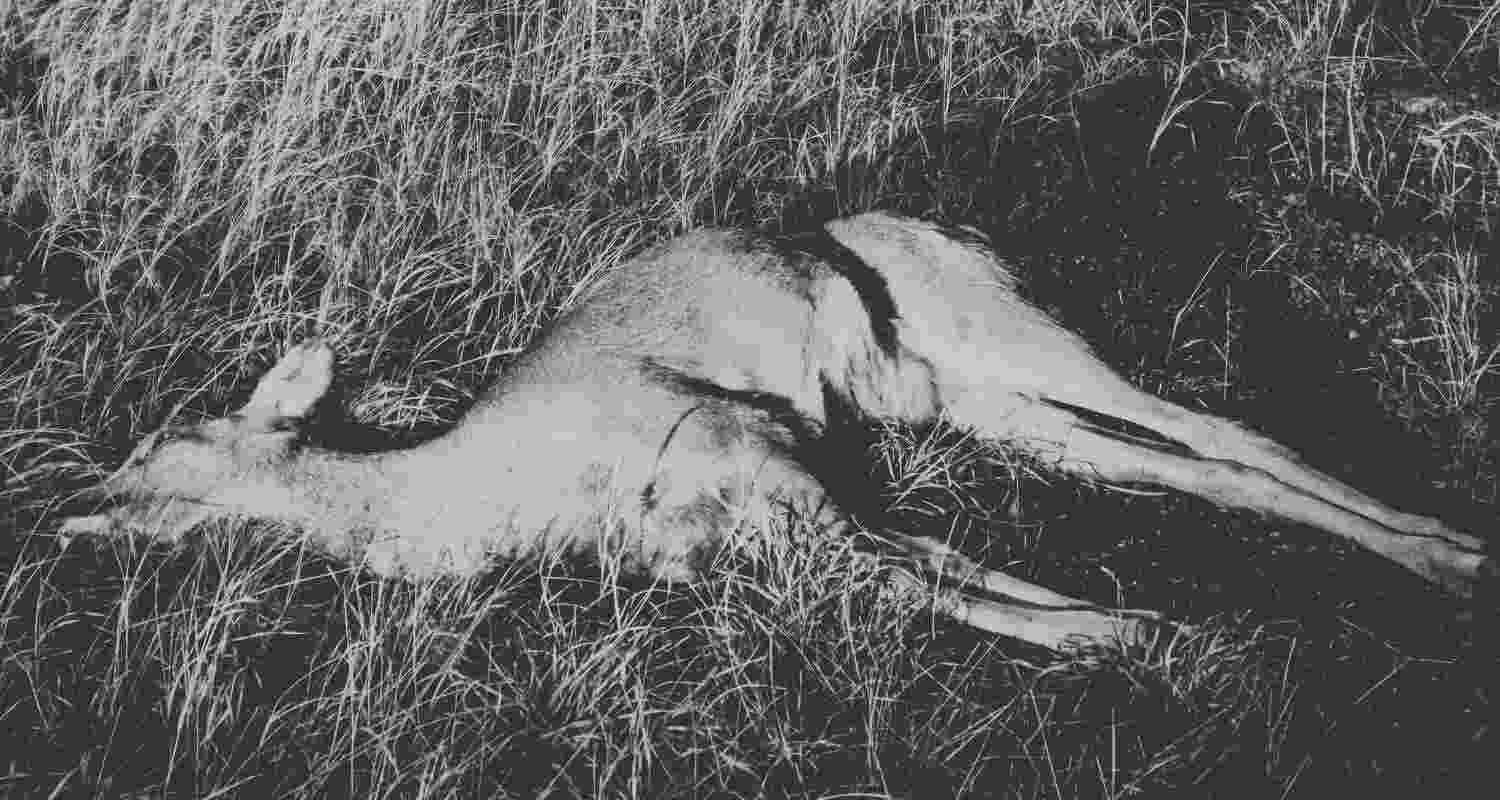 14 deer reported dead at zoo under mysterious circumstances