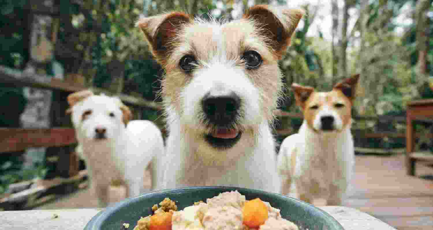 Your dog’s food may harm the climate more than yours