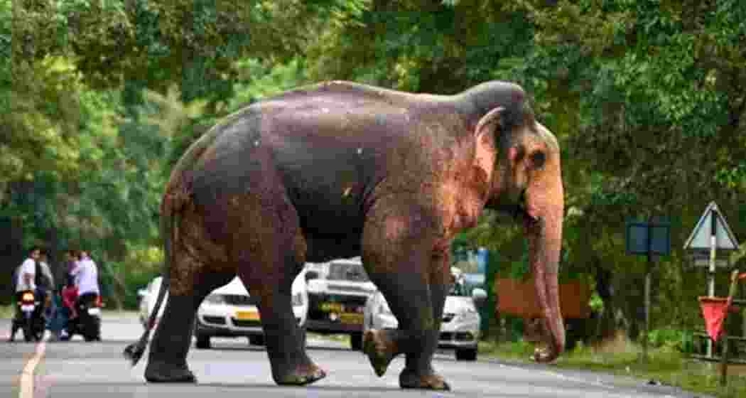 People look on as a wild elephant crosses a road.