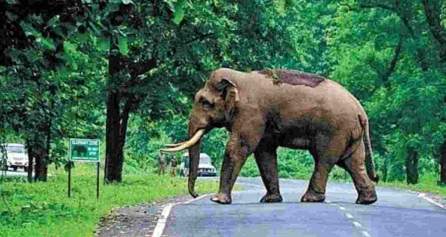 Elephants pull out man from car, trample him to death in J'khand