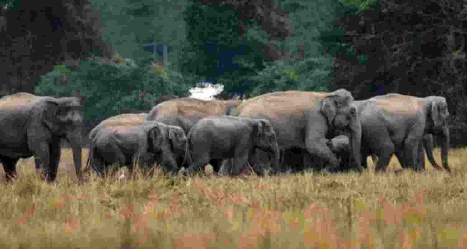 Bengal seeks Centre's nod to sterilise wild elephants