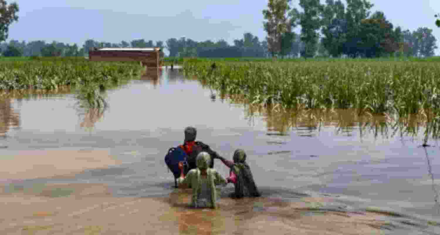Paddy fields submerged in a low-lying area in Sultanpur Lodhi.