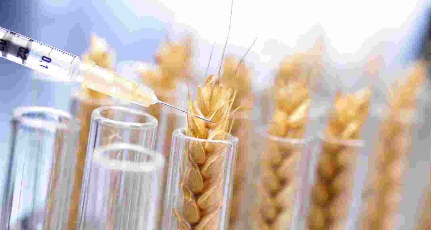 India does not have gene-edited varieties available commercially, although CIMMYT conducts research on its wheat and millet crops, particularly around acidity tolerance