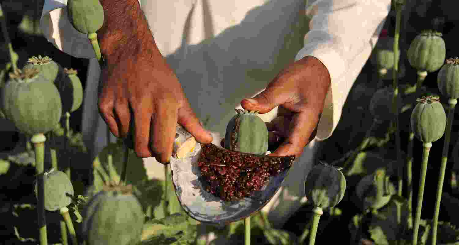 The government has also proposed to incentivise high-performing farmers who have achieved yields of 900 kg/hectare and above of unlanced poppy straw by offering them the option to switch to the traditional method of opium gum cultivation