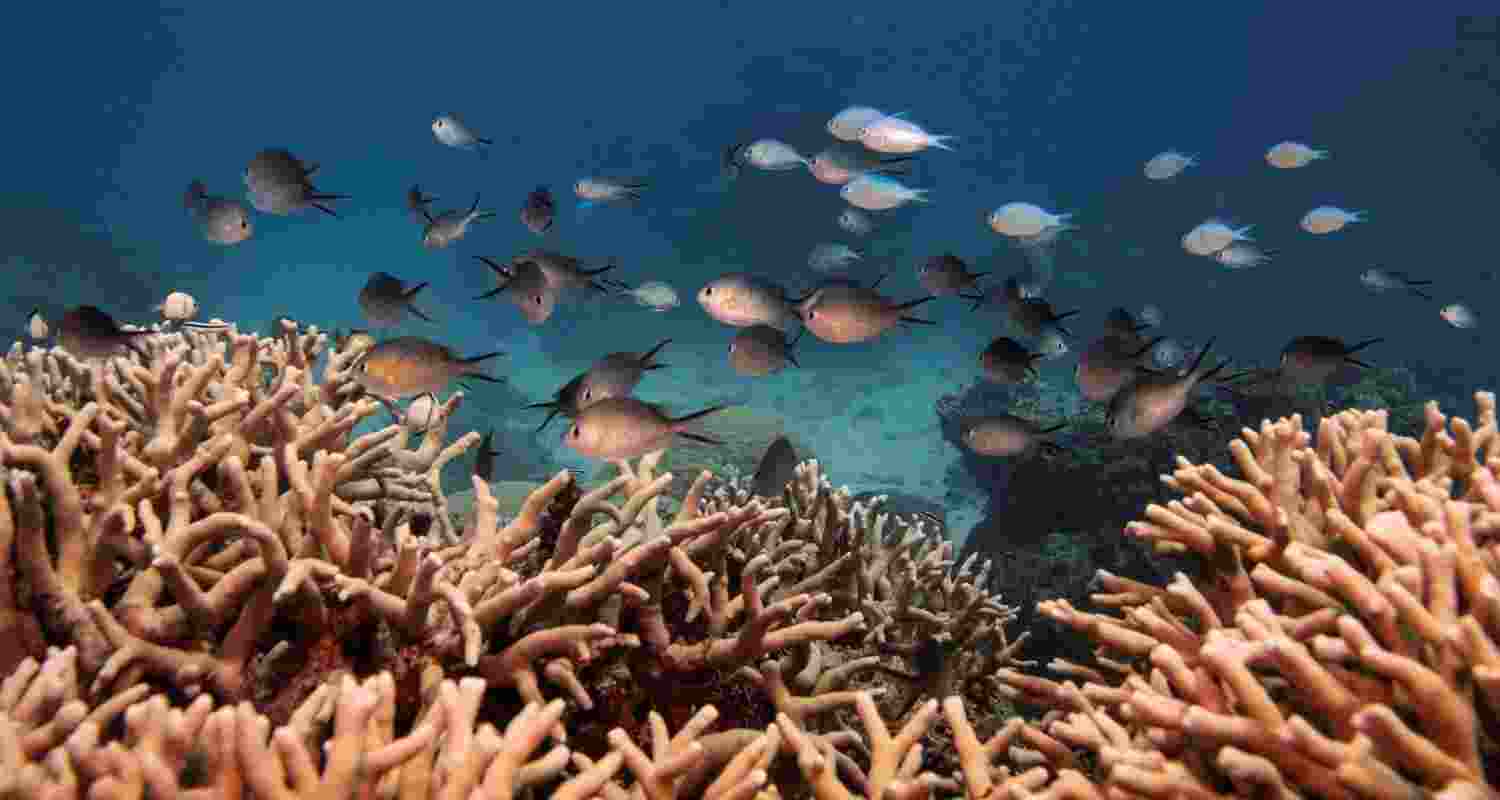 Reefs may survive thanks to heat-tolerant corals