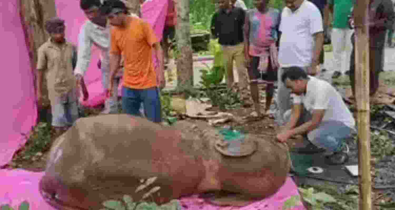 Elephant injured in IED blast - file image.