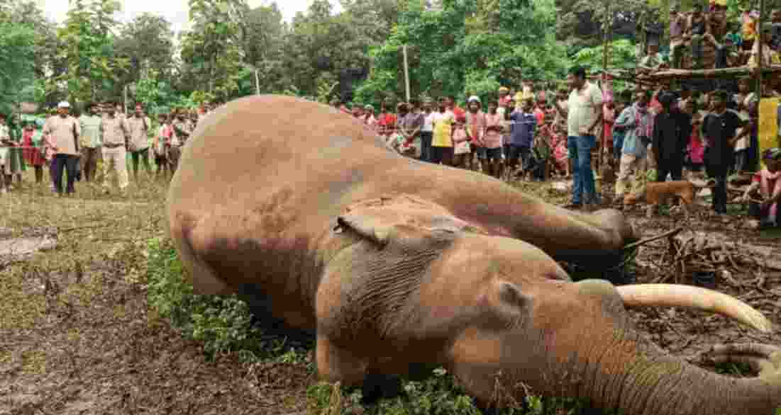 Another elephant dies after being hit by Maoists’ IED in J'khand