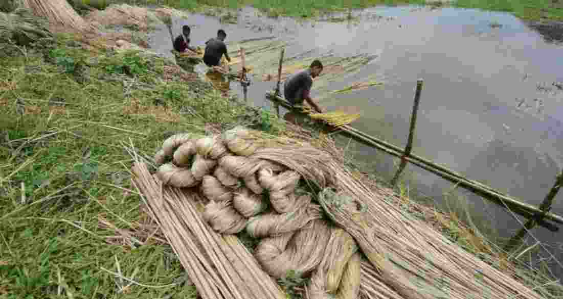 The seized jute has been supplied to concerned jute mills to ensure uninterrupted production and to safeguard the interests of jute mill workers, officials said.