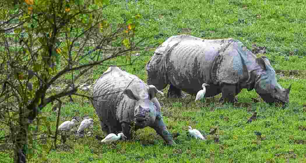 Rhinos grazing in the lush grasslands of Kaziranga National Park, home to the world’s largest population of Indian one-horned rhinos and a UNESCO World Heritage Site.