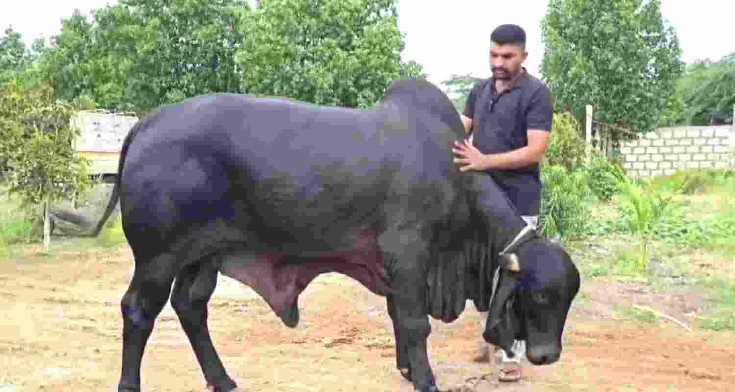 Pradeep with his bull Kohinoor.