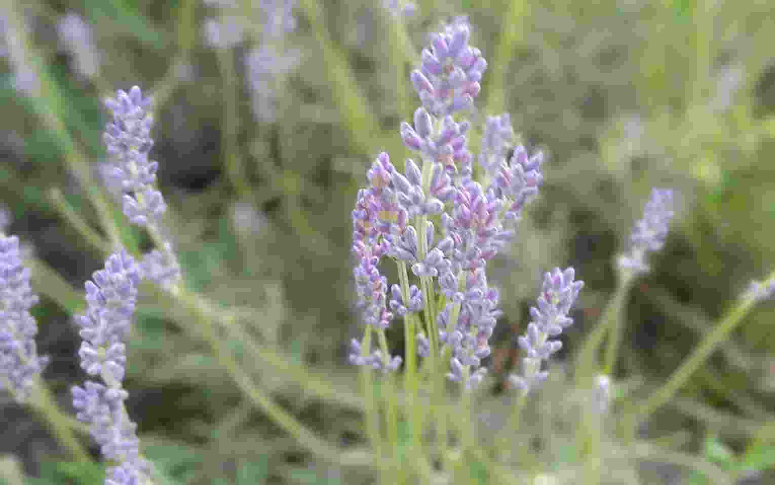 With high market demand for lavender products, farmers can expect substantial profits. Additionally, lavender repels pests, further enhancing its appeal.