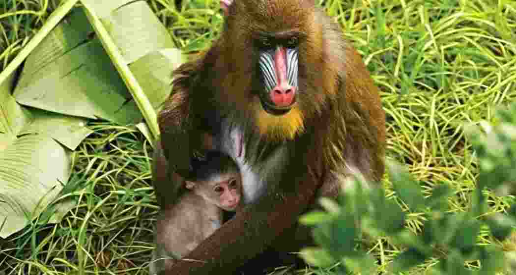 Bengal Safari Park in North Bengal has welcomed the successful breeding of endangered mandrill.
