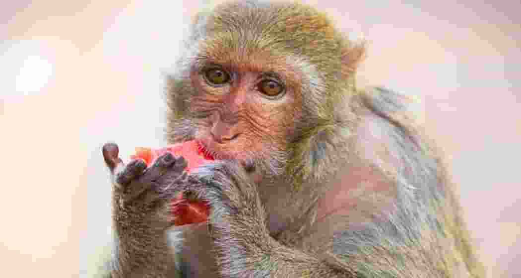 A monkey munches on fruit in Darjeeling, where authorities have now banned feeding of monkeys.
