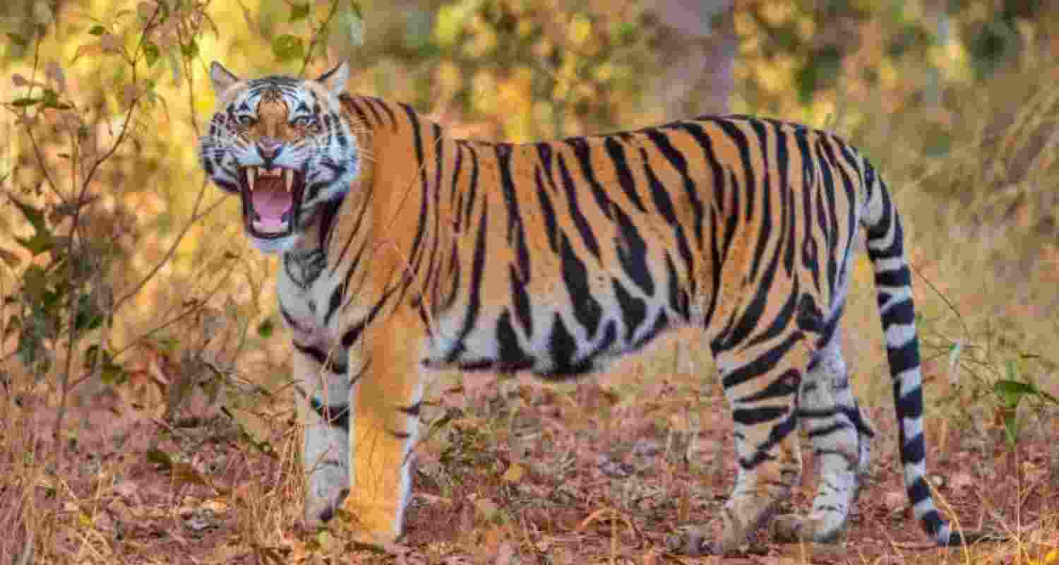 Tiger roaming in a forest.