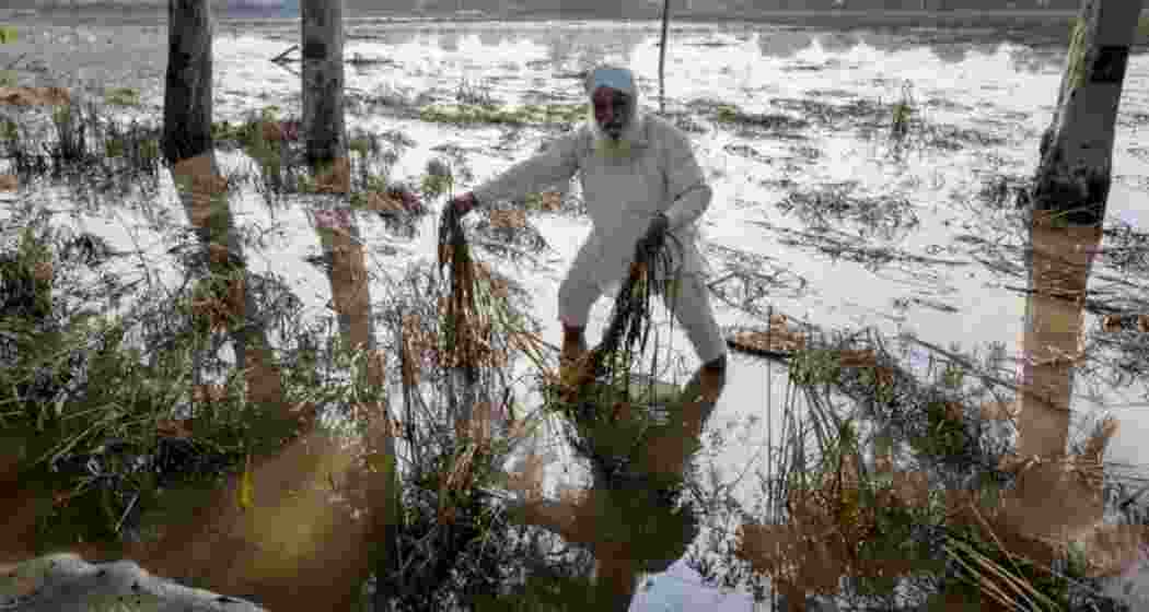 A farmer showing damaged crops in a field in Kot Gurbaksh village of Ajnala in Amritsar district.