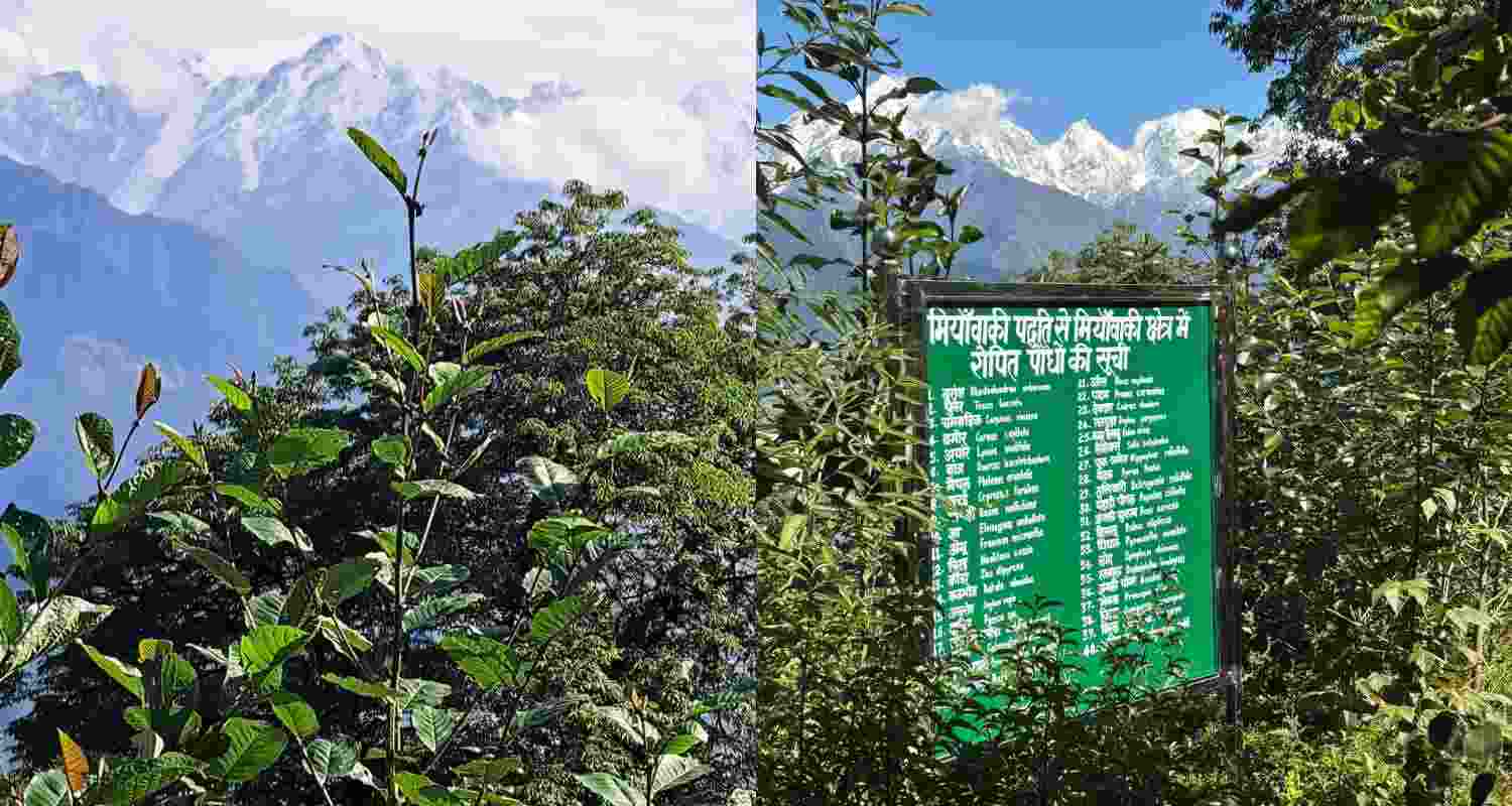 At 8,000 ft, India’s Himalayan Miyawaki forest flourishes