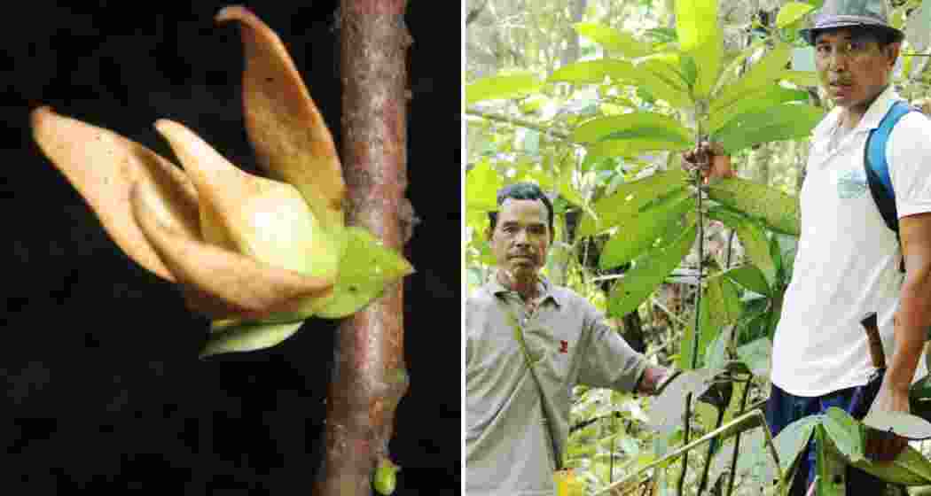 The endangered Goniothalamus simonsii, a rare plant native to Meghalaya’s forests, is now found to possess potent anticancer and antimicrobial properties, according to the first comprehensive scientific study. 