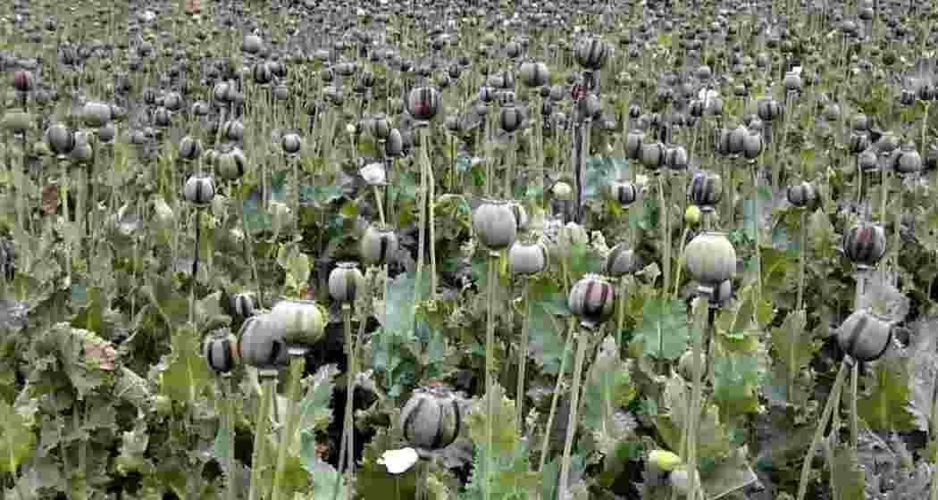 Jharkhand wipes out 19,086 acres of poppy, 190 held