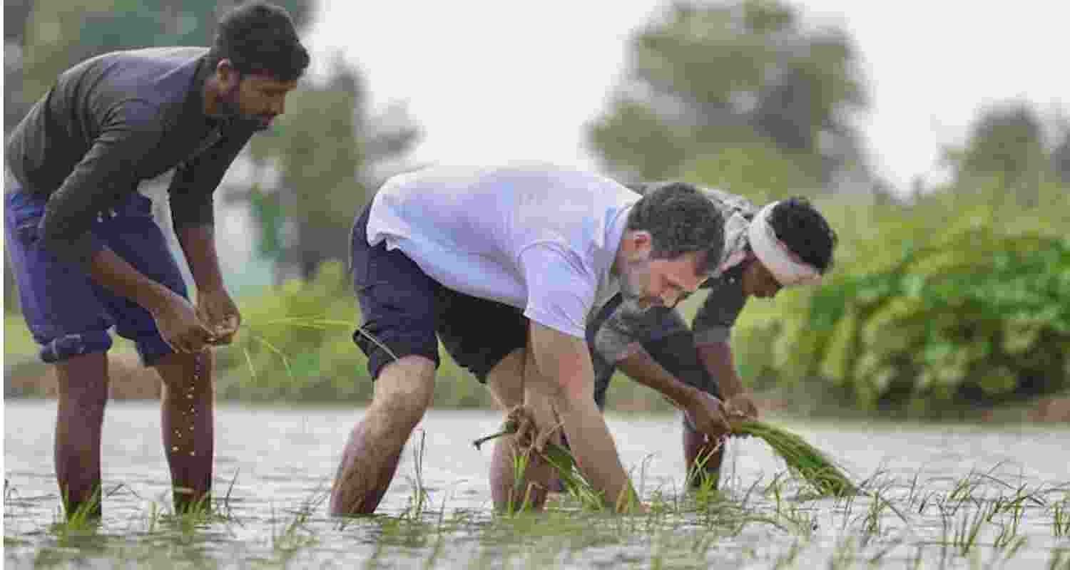 Congress leader Rahul Gandhi with a farmer at a farm in Haryana's Sonipat district.