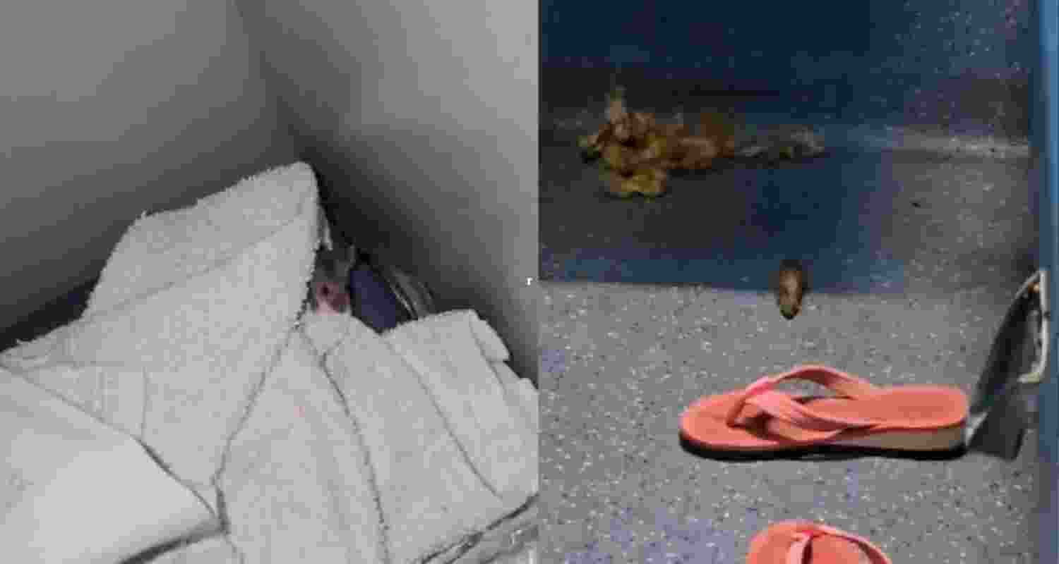 Rats in AC coach of South Bihar Express; railways responds